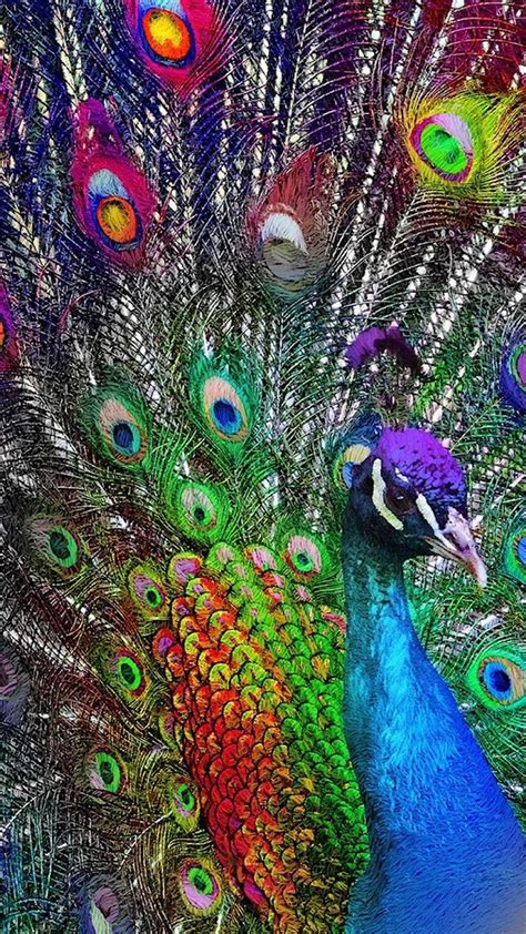 Iphone Peacock Wallpaper - KoLPaPer - Awesome Free HD Wallpapers