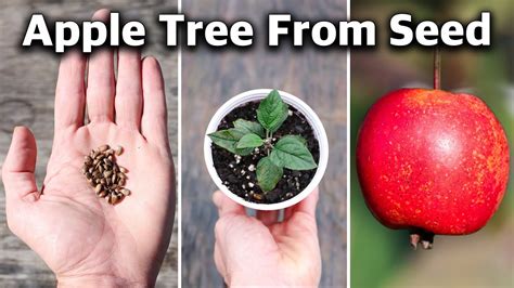 How to Grow an Apple Tree from SEED to FRUIT in 3 YEARS! 🍎 - YouTube