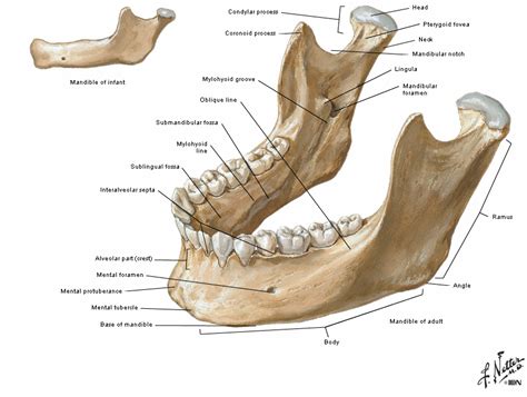 Dental anatomy, Anatomy bones, Skull anatomy