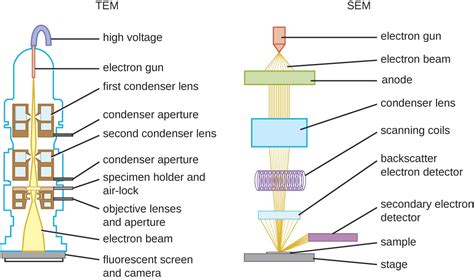 How Are Compound Light Microscopes And Transmission Electron Similar | Shelly Lighting