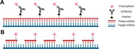 Overview of fluorescent in-situ hybridization for RNA detection