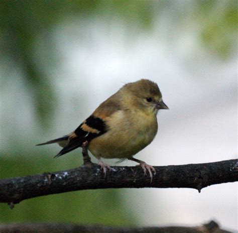 American Goldfinch Baby