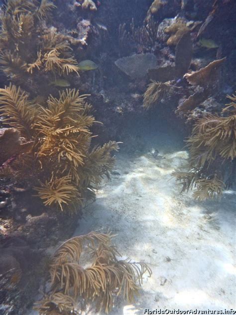 Sombrero Lighthouse Reef Snorkel In Calm Seas – Florida Snorkeling ...