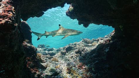Coral Reef Shark Wallpapers - Top Free Coral Reef Shark Backgrounds - WallpaperAccess