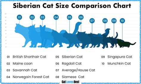 Siberian Cat Size Compared With Other Breeds (Pictures Compared)