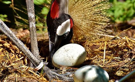 The Grey Crowned Crane - Uganda’s Majestic National Bird