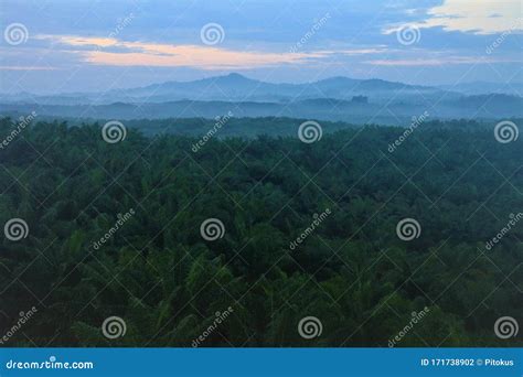 Oil Palm Plantation Stock Photography | CartoonDealer.com #171738902