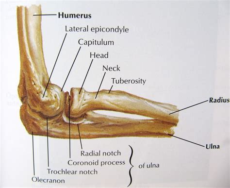 Notes on Anatomy and Physiology: The Elbow-Forearm Complex | Joints ...