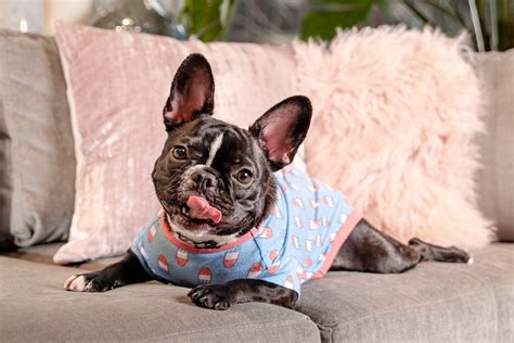 Tricks to Creating the Perfect Dog Photoshoot, According to an Expert - This Dogs Life