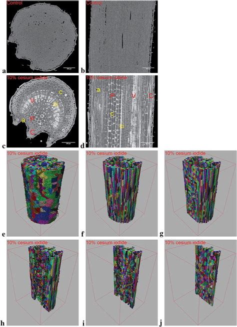 Cross and longitudinal sections of tomato (cv. Merlice) leaf petiolule... | Download Scientific ...