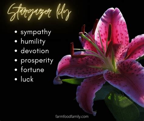 🌺 Lily Flower Meaning, Symbolism - A Symbol Of Femininity, Motherhood