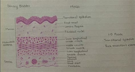 Urinary bladder | Nurse study notes, Study hard, Bladder