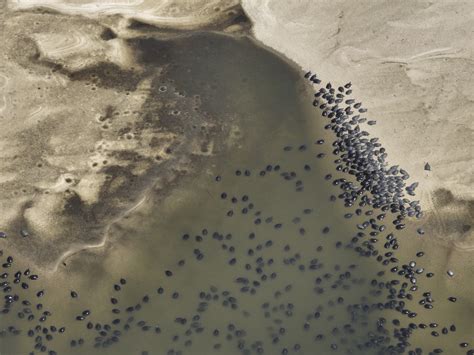 Using Drones to Assess World's Largest Mass Gathering of Giant River ...