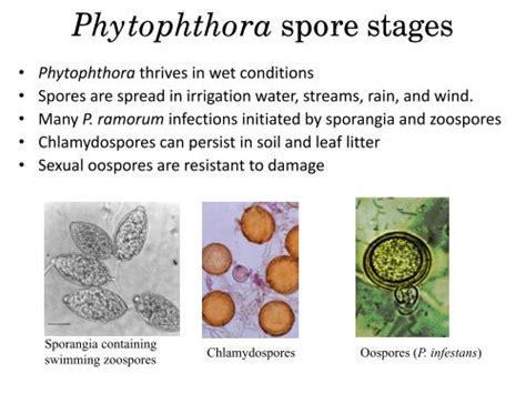 Phytophthora