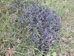 Black Mold On Grass