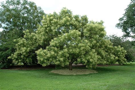 Japanese Pagoda Tree (Sophora japonica) in Fayetteville Springdale ...