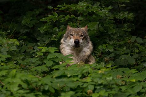 Bavarian Forest National Park (Official GANP Park Page)