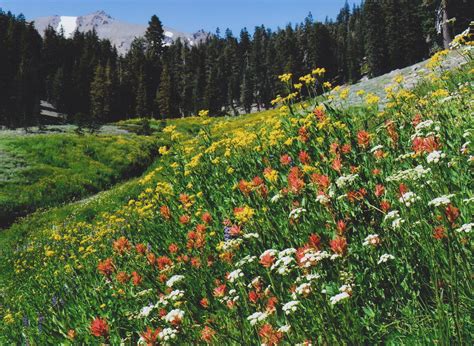 Plants - Rocky Mountain National Park (U.S. National Park Service)