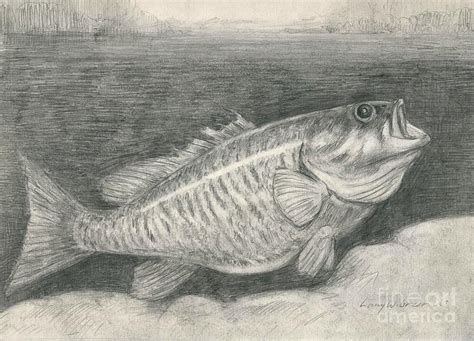 Smallmouth Bass Drawing by Larry Green - Pixels