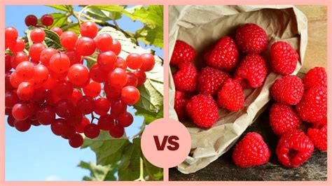 Difference Between cranberry And raspberry? Know About cranberry vs raspberry