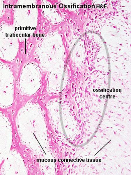 Bone Histology - Embryology