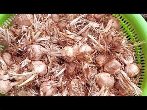 How to grow saffron, zaffron at home! Punjab saffron cultivation! How ...