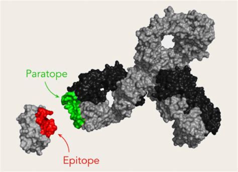 Ultra-fast, residue level epitope mapping 2