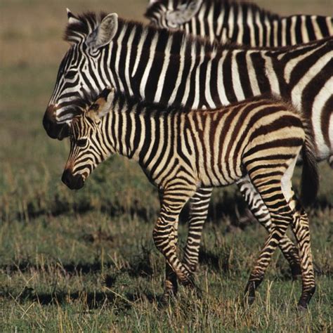 Endangered Plants & Animals of the African Savanna | USA Today