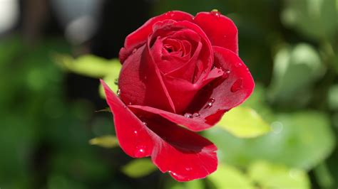 Rose Red, Dew Drops Free Stock Photo - Public Domain Pictures