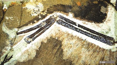 Anchiornis_huxleyi_wing_fossil_STM_0_144 - Dinosaur Science News