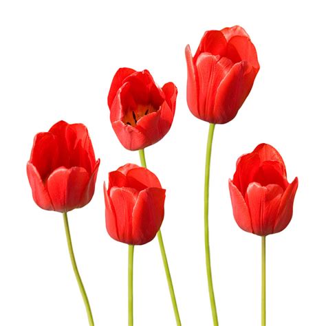 Red Tulips White Background Photograph by Natalie Kinnear