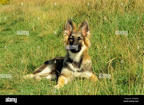 Black Husky German Shepherd Mix