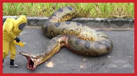 WORLD BIGGEST GIANT SNAKE ANACONDA ALL TIME CAPTURED !! - YouTube