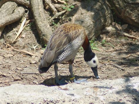 The Online Zoo - Santa Ana Zoo