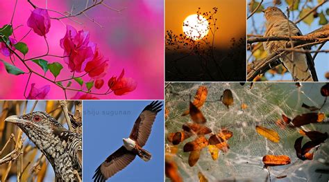 Cranium Bolts: Birds at Hebbal lake