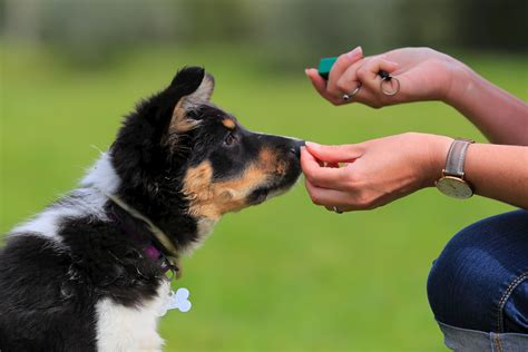 How do you clicker train your dog?