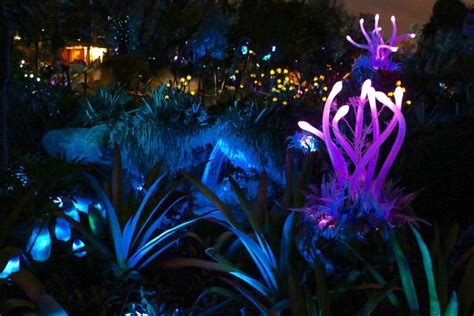 Nighttime in 'Pandora - The World of Avatar' glows brilliantly with ...