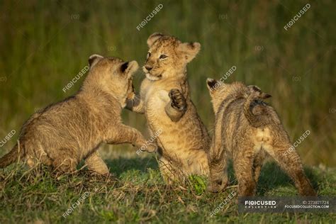 Three lion cubs play fighting on grass, Serengeti National Park ...