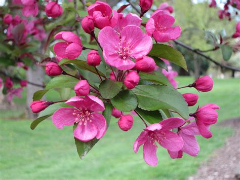 Malus x moerlandsii 'Profusion' | Jenna | Pinterest | Prunus