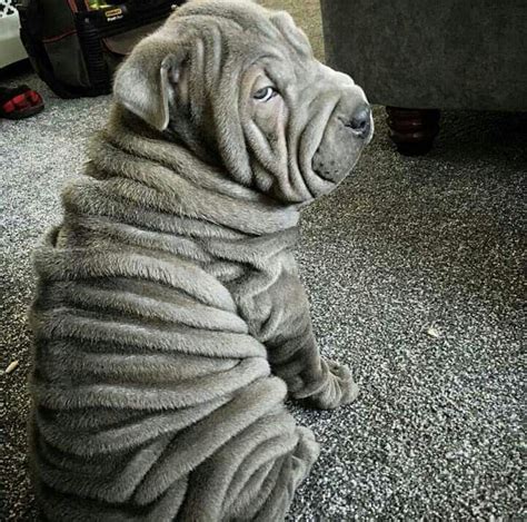 Pin by Tharany Ilankumaran on Puppies | Wrinkly dog, Puppies, Cute animals