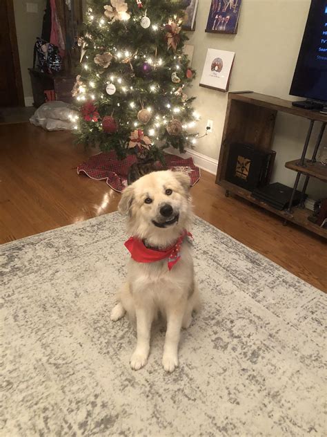 Our new Pyr/Malamute mix, Stevie, home from the groomer : r/greatpyrenees