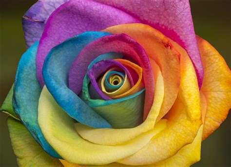 Nature and more: The secret behind the Rainbow Roses I know, it...