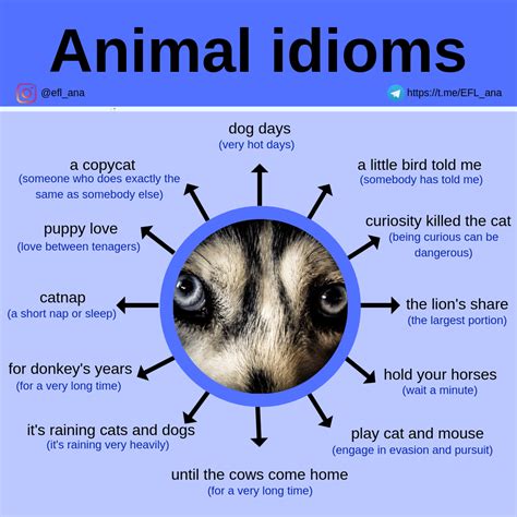 CPI Tino Grandío Bilingual Sections: Animal idioms