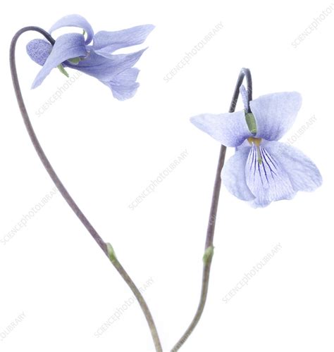 Alaska violet (Viola langsdorfii) flowers - Stock Image - C041/7875 - Science Photo Library