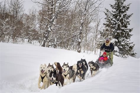 How Far Can Sled Dogs Travel In A Day