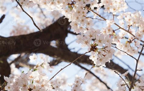 Cherry Blossom Landscape in Korea 18787343 Stock Photo at Vecteezy