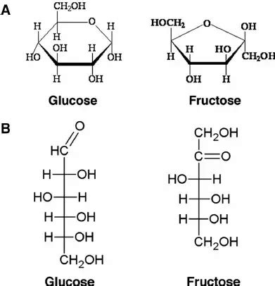 Monosaccharides (Glucose and Fructose) - W3schools