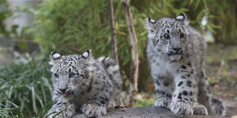 Snow Leopard Cubs Debut At Central Park Zoo (PHOTOS, VIDEO) | HuffPost