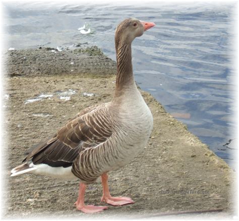 The Good Earth: Greylag Geese