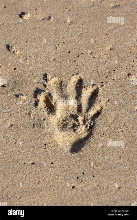 Vervet Monkey footprint in sand Kruger National Park - Lower Sabie ...